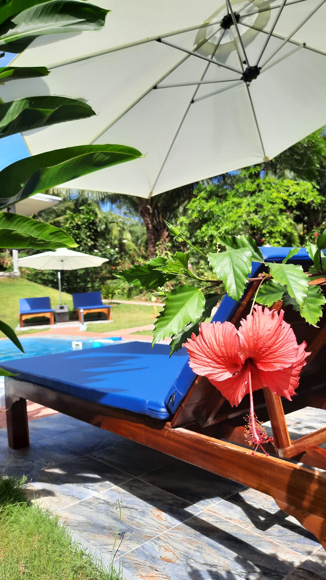 Hibiscus flower and sun lounger beside the pool at Corsita Resort on Koh Mak